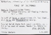 Russula fragrantissima image