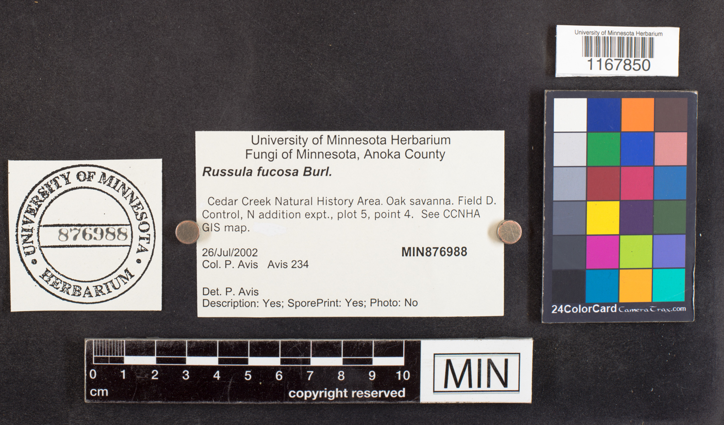 Russula fucosa image