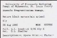 Russula fragrantissima image