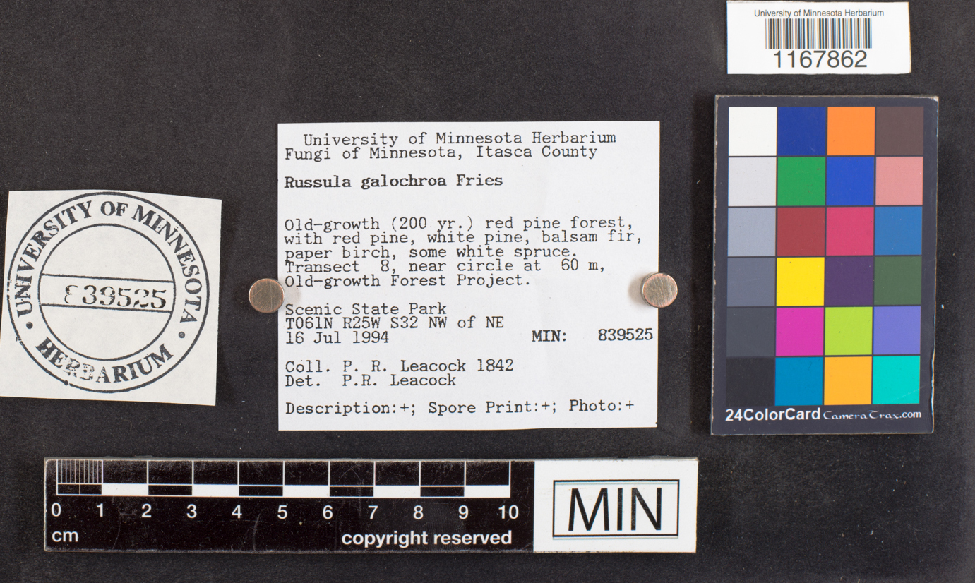 Russula galochroa image