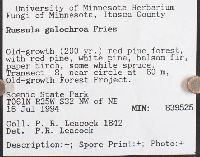 Russula galochroa image