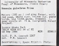 Russula galochroa image