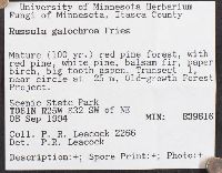 Russula galochroa image
