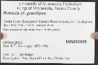 Russula gracilipes image