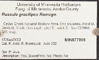 Russula gracilipes image