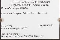 Russula gracilipes image