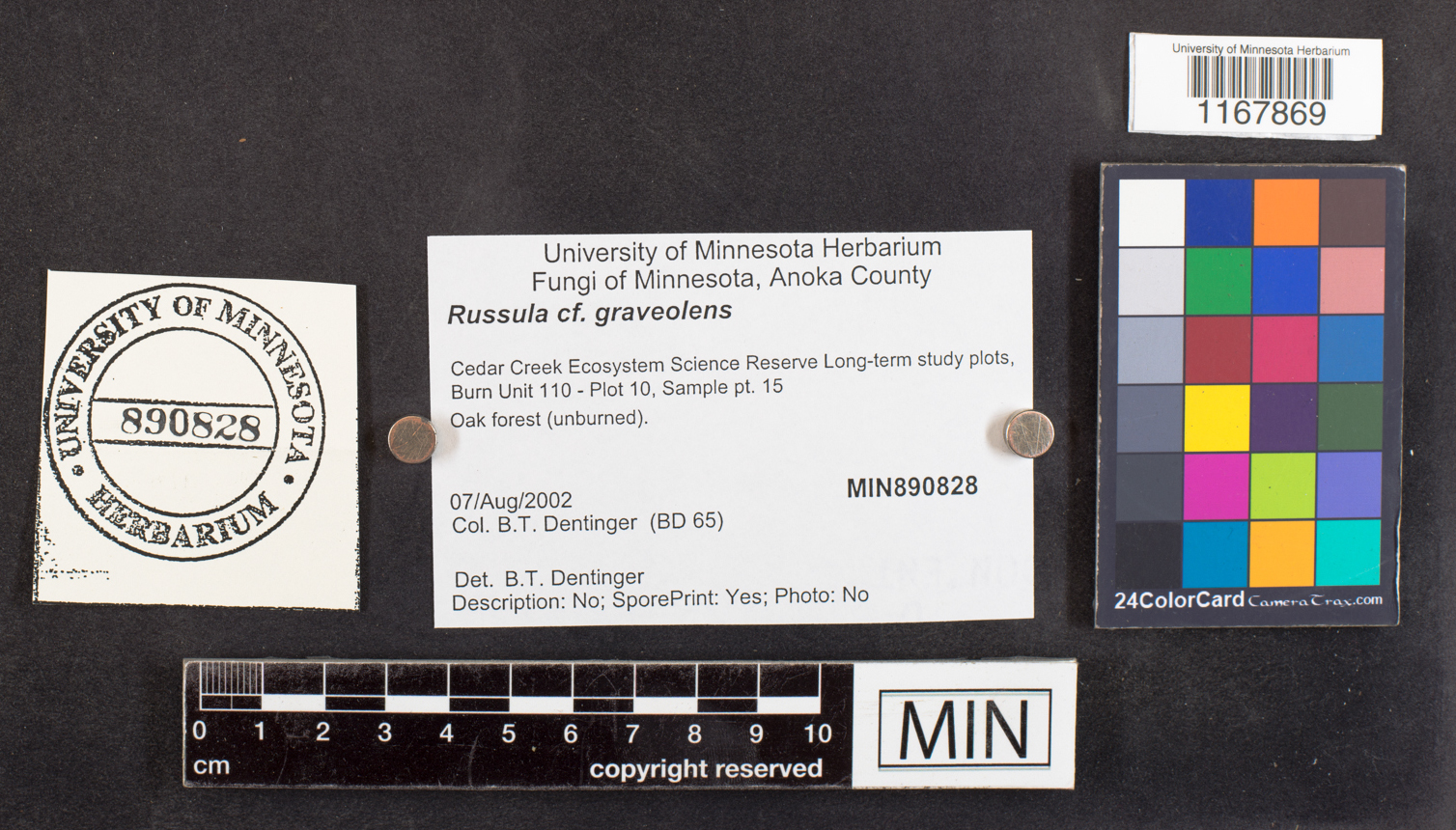 Russula graveolens image