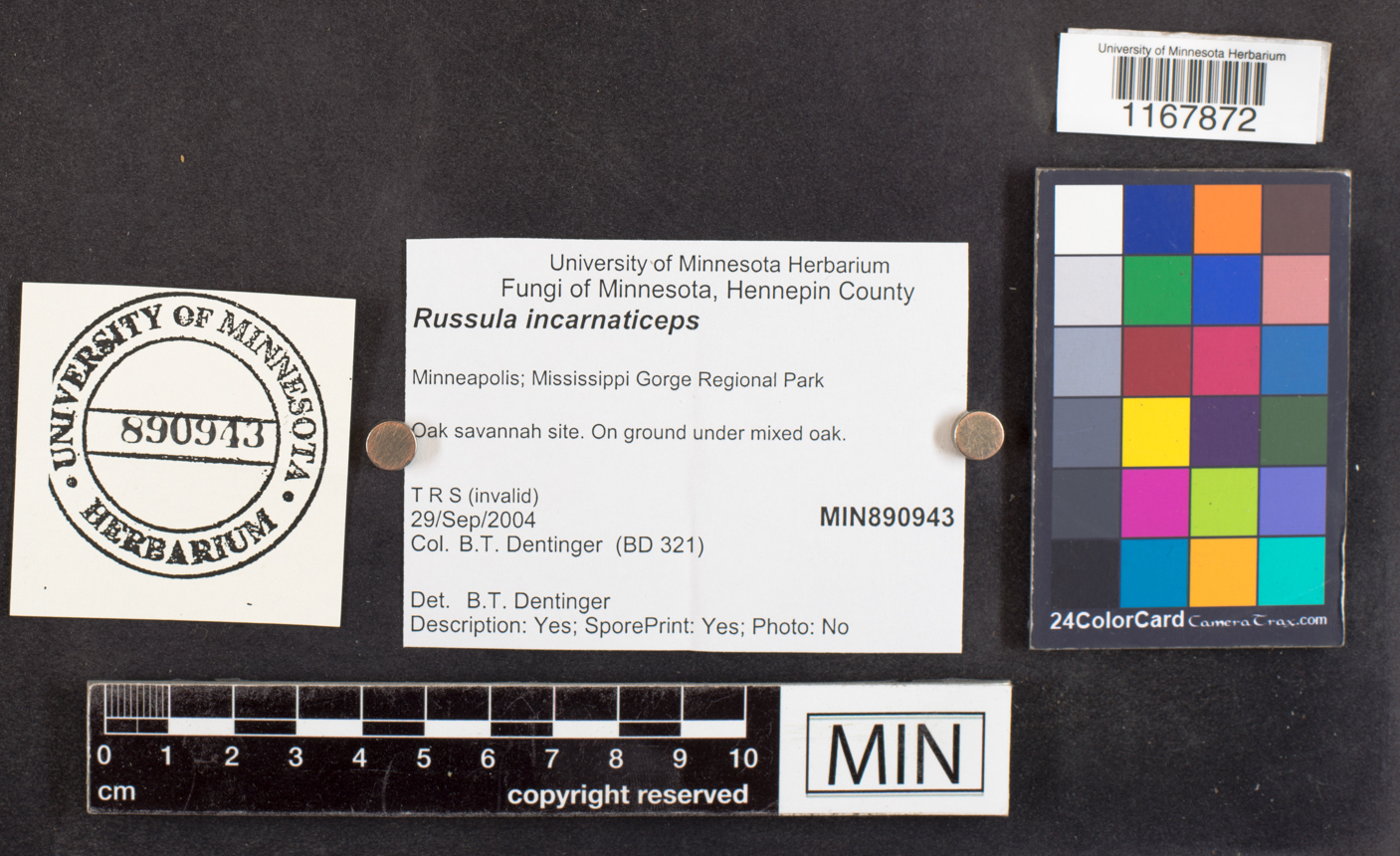 Russula incarnaticeps image
