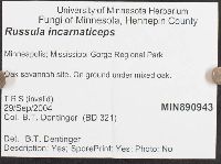 Russula incarnaticeps image