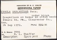 Russula exalbicans image