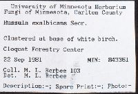 Russula exalbicans image