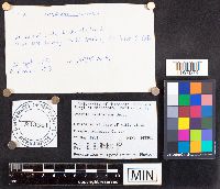 Russula exalbicans image