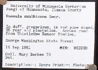Russula exalbicans image