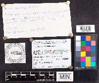 Russula exalbicans image