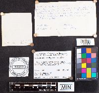 Russula exalbicans image