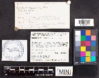 Russula exalbicans image