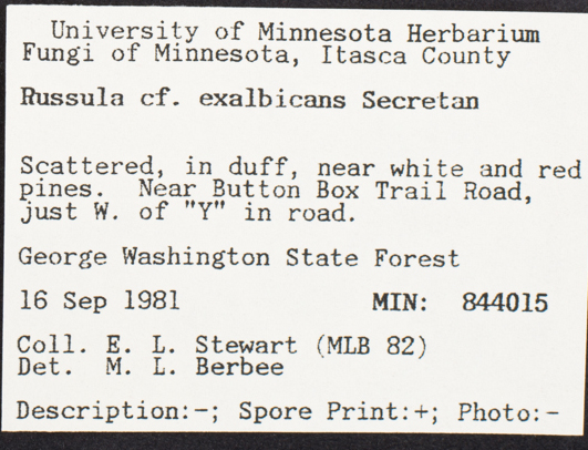 Russula exalbicans image