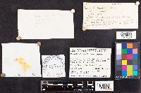 Russula exalbicans image