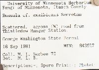 Russula exalbicans image
