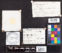 Russula exalbicans image