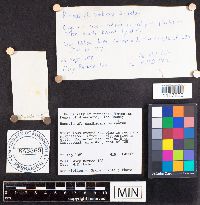 Russula exalbicans image