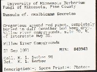 Russula exalbicans image