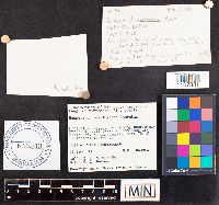 Russula exalbicans image