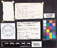 Russula exalbicans image