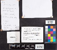 Russula emetica image