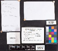 Russula emetica image