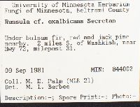 Russula exalbicans image