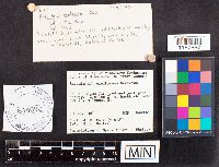 Russula exalbicans image