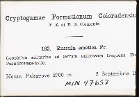 Russula emetica image