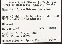 Russula exalbicans image