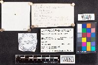 Russula exalbicans image