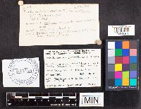 Russula emetica image