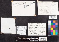 Russula emetica image