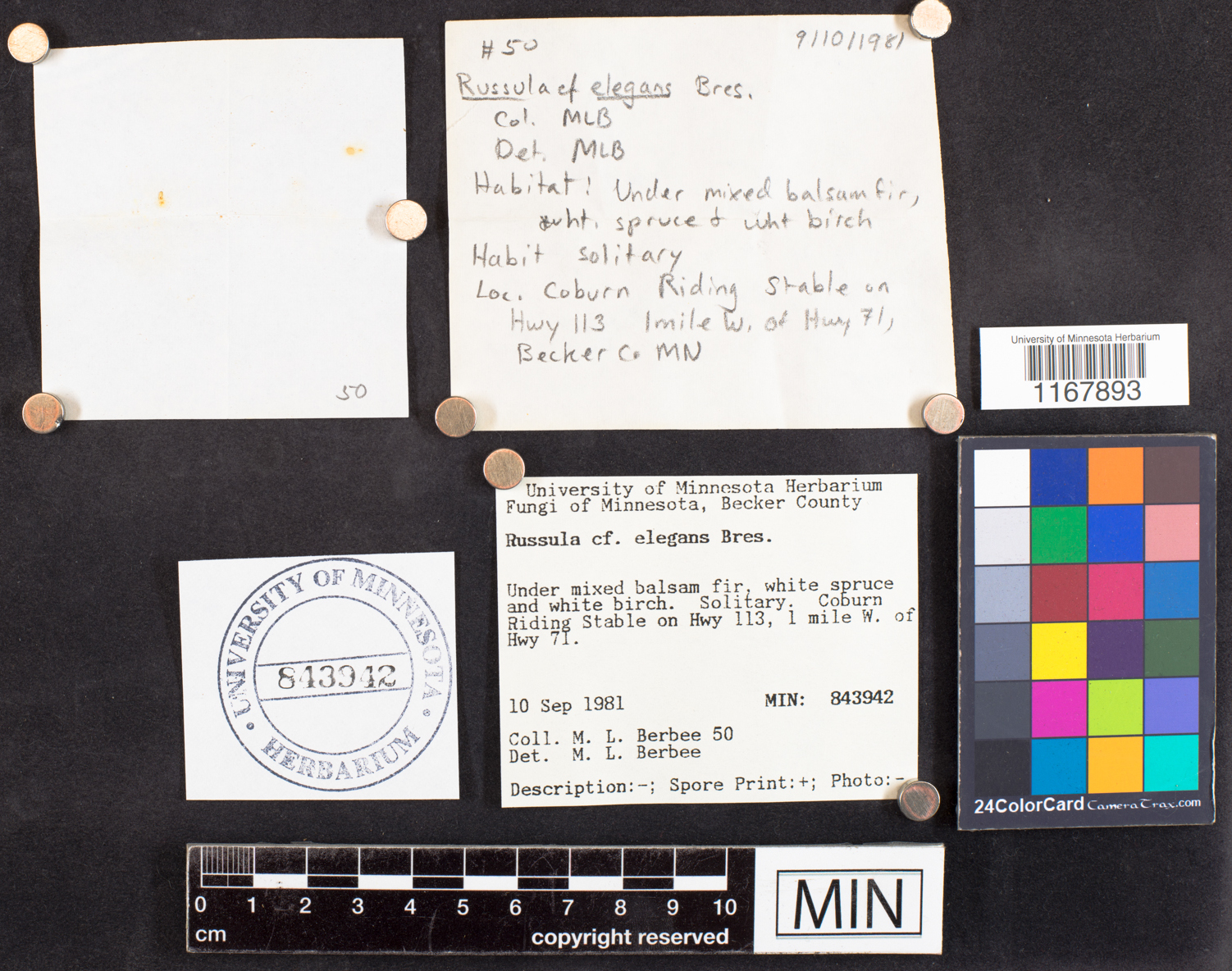 Russula elegans image