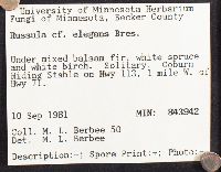 Russula elegans image