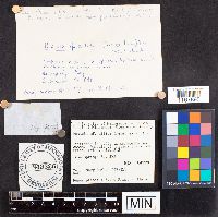 Russula nitida image