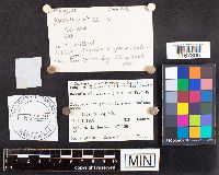 Russula nitida image