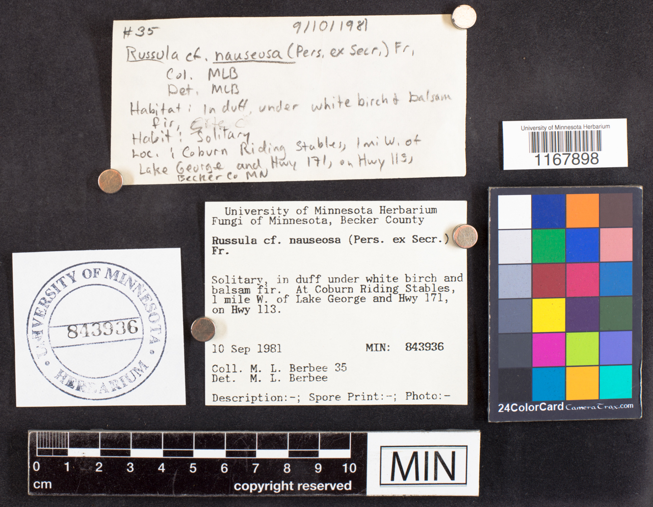 Russula nauseosa image