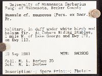 Russula nauseosa image