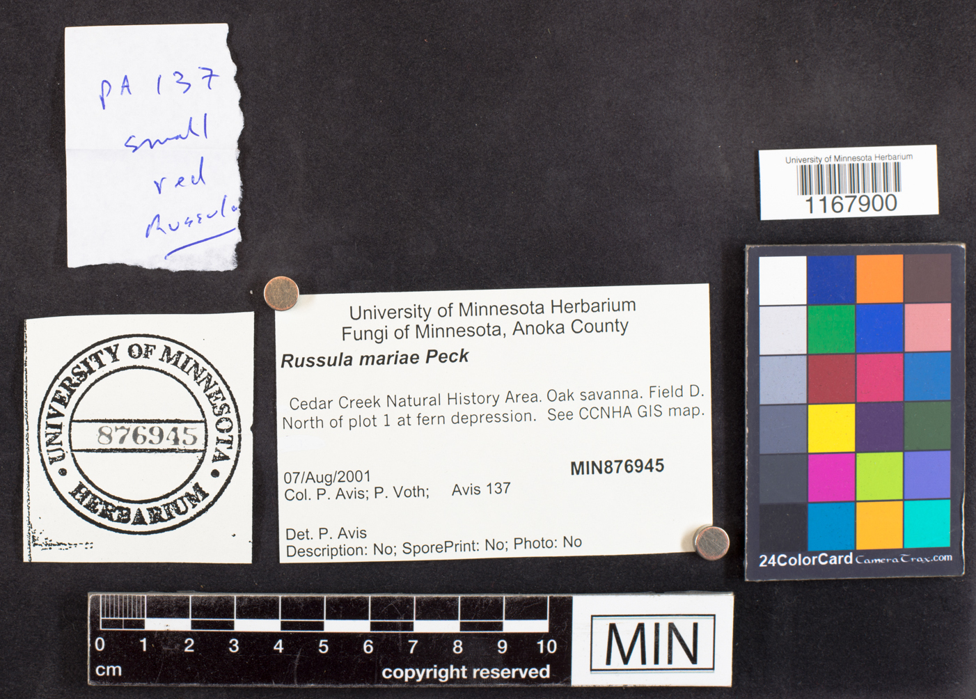 Russula mariae image