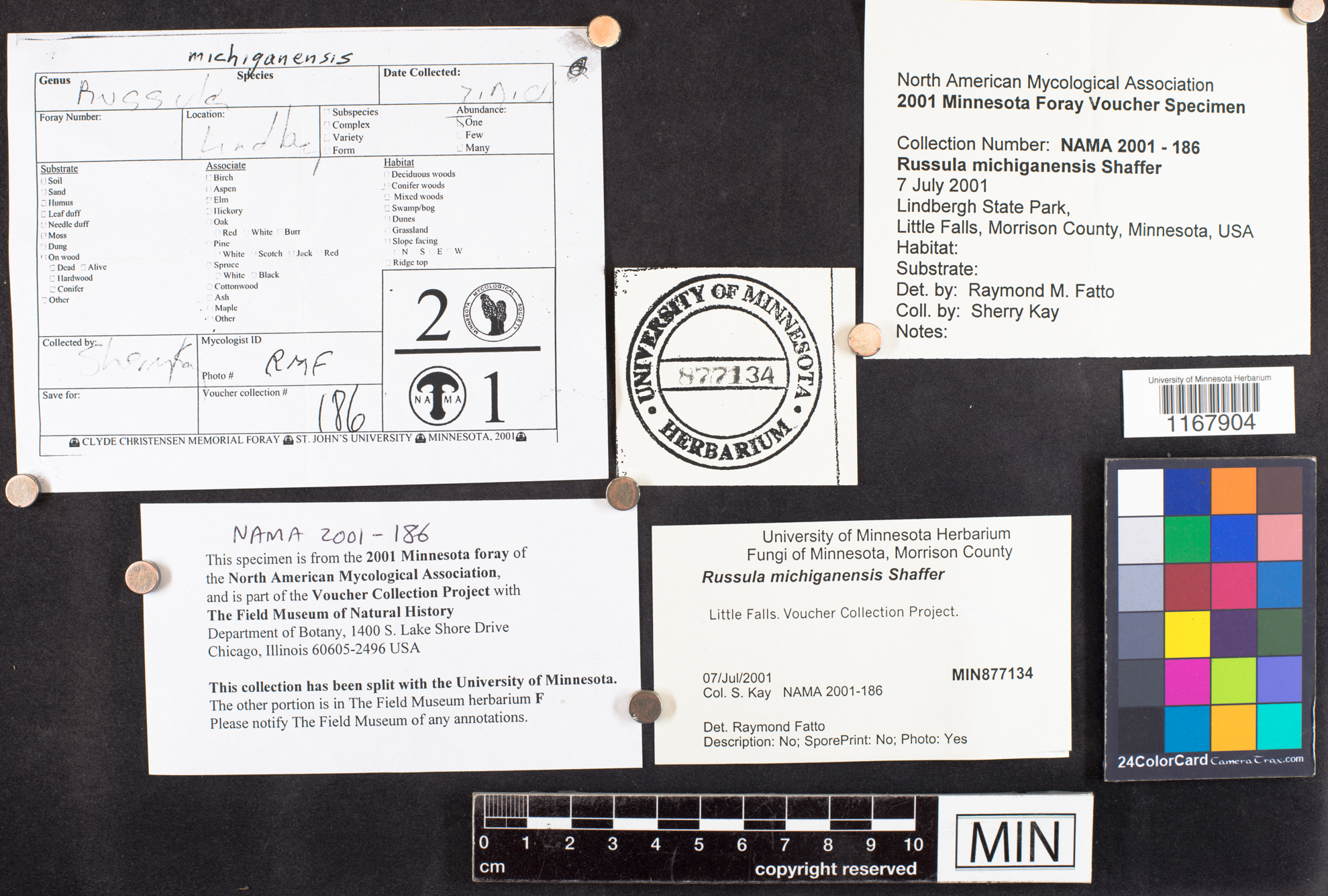 Russula michiganensis image