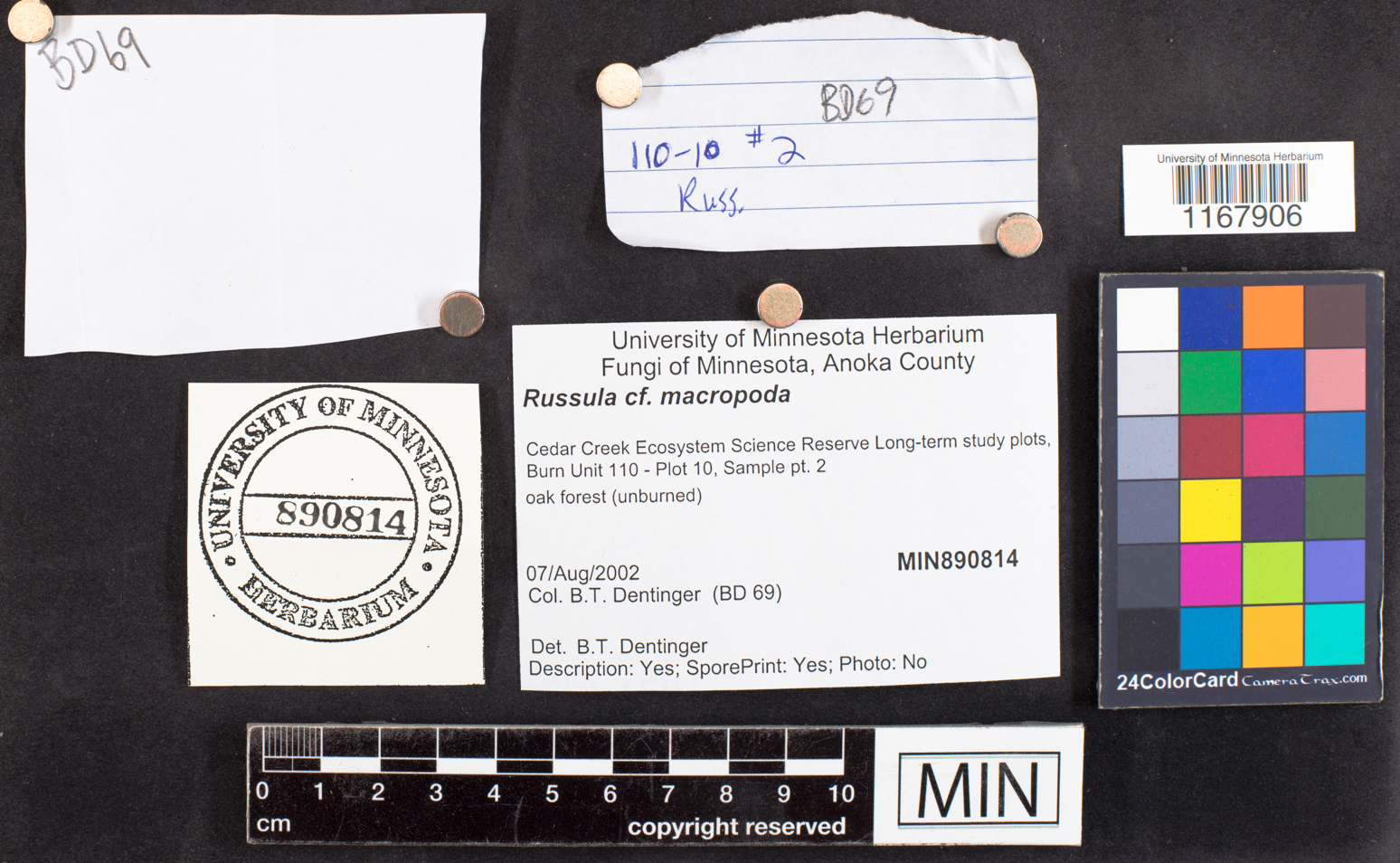 Russula macropoda image