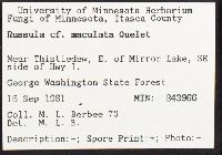 Russula maculata image