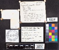 Russula maculata image