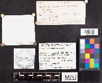 Russula maculata image