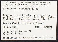 Russula maculata image